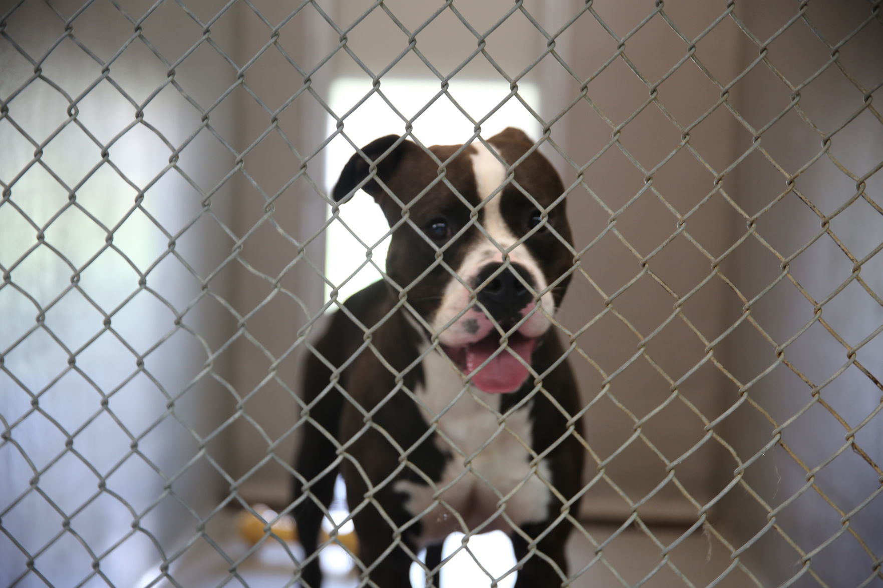 Atlantic County Animal Shelter's Clear the Shelter event Satuday, Aug. 17, 2019. The event runs through Sunday, Aug. 18.